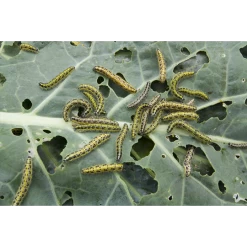 De Wiltfang Foxgloves Works Rood