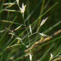 MRS Seeds & Mixtures Schapegras