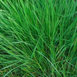 ECOstyle Bloedmeel OpMaat N11 - 20KG