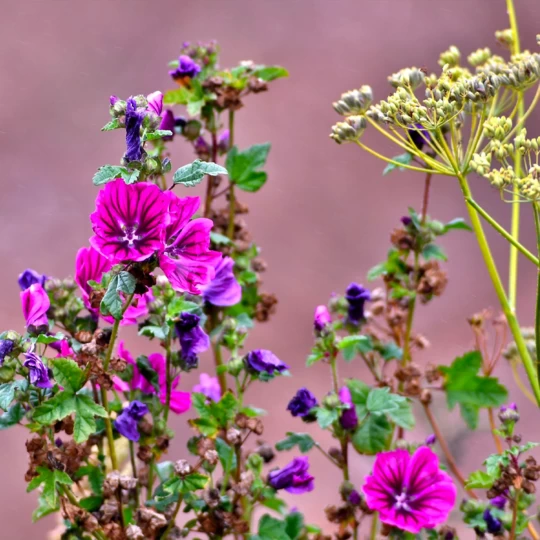 MRS Seeds & Mixtures Type M6 - Bloeiende Voegen 4 MRS Seeds & Mixtures Type M6 - Bloeiende Voegen - Afbeelding 2