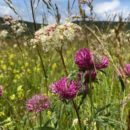 MRS Seeds & Mixtures BW1 - Inheems Beweidingsmengsel 3 MRS Seeds & Mixtures BW1 - Inheems Beweidingsmengsel