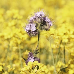 Plantaardige Benodigdheden -Plantaardige Benodigdheden image 287