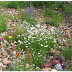 MRS Seeds & Mixtures Type M6 - Bloeiende Voegen