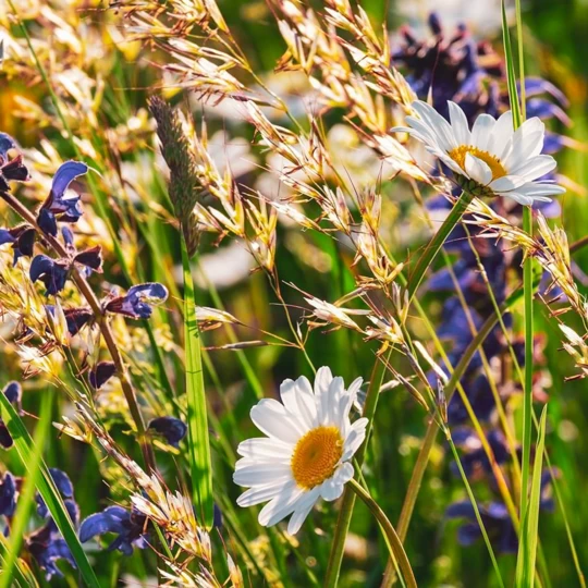 MRS Seeds & Mixtures Type DT3 - Bloemrijke Dijken & Taluds 3 MRS Seeds & Mixtures Type DT3 - Bloemrijke Dijken & Taluds