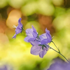 MRS Seeds & Mixtures Bosrand Bloemenmengsel Schaduw Inheems - Meerjarig -Plantaardige Benodigdheden image 316