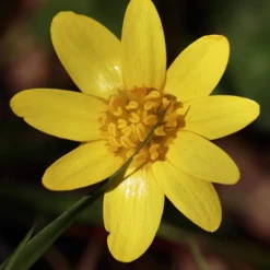 MRS Seeds & Mixtures Bosrand Bloemenmengsel Schaduw Inheems - Meerjarig -Plantaardige Benodigdheden image 318