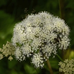 MRS Seeds & Mixtures Bosrand Bloemenmengsel Schaduw Inheems - Meerjarig -Plantaardige Benodigdheden image 319