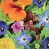 MRS Seeds & Mixtures Eetbare Bloemen Mix -Plantaardige Benodigdheden image 329