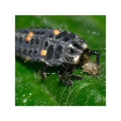 Burgon & Ball RHS Penwortelschepje