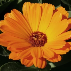 MRS Seeds & Mixtures Biologisch Lieveheersbeestjes Bloemenmengsel -Plantaardige Benodigdheden image 337