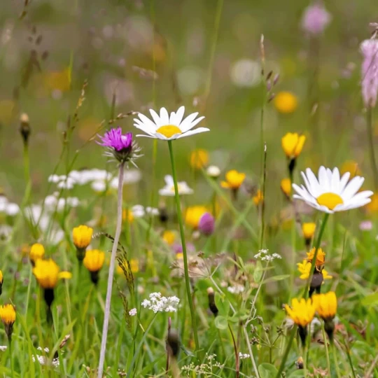 MRS Seeds & Mixtures M5 - Bloemrijk Gazon - Nectarrijk 3 MRS Seeds & Mixtures M5 - Bloemrijk Gazon - Nectarrijk