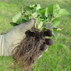 De Wiltfang Foxgloves Original -Plantaardige Benodigdheden image 93